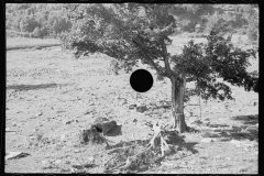 0408_Logging , Garrett County, Maryland