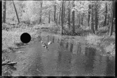 0892_Tranquil river scene , possibly Au  Sable river, Michigan