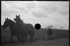 1181_Traditional ploughing with pair of  horses , location unknown .