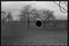 1229_ Possibly fruit trees on harrowed land , unknown location