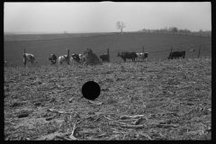 1257_Unknown cattle in unknown location