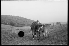 1894_Young farmer with horse and foal , unknown farm or location