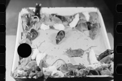 1971_Captive Mice in unknown location and without any  explanation