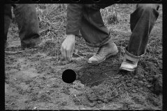 2180_Planting locust root cutting, Natchez Trace Project,  Lexington, Tennessee