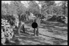 2606_ Piling  logs  on Eastern Shore Land Use Project, Maryland