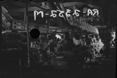 2650_Packing celery, Sanford, Florida