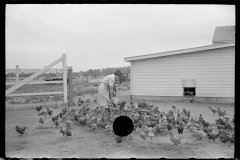 3082_Feeding the chickens, Wabash Farms, Indiana