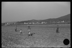 3711_Children digging potatoes community garden , Tygart Valley