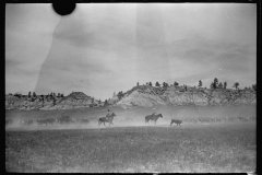 4064_Roping a calf, Montana