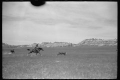 4066_Roping a calf,  Montana