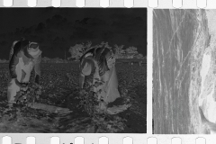 0015_Cotton Picking, Pike County, Mississippi