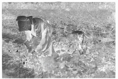 0025_Cotton sharecropper