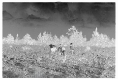 0026_Cotton sharecropper and Children, Lee County