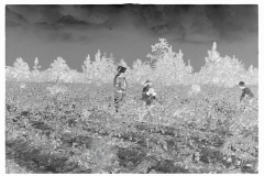 0027__Cotton sharecropper and Children