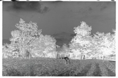 00028__Cotton sharecropper