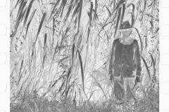 0042_Sugar cane, Plaquemines Parish  Louisiana