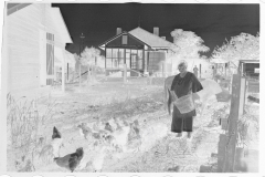 0047_Resettlement  farmer's wife with hens
