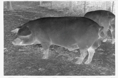 0283_Pigs in mud,  Prince George's County, Maryland