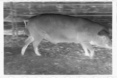 0284_Pigs in mud,  Prince George's County, Maryland