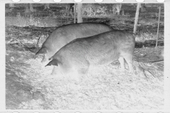 0285_Pigs in mud,  Prince George's County, Maryland