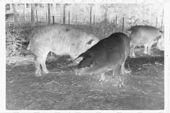 0285_Pigs in mud,  Prince George's County, Maryland