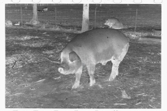 0287_Pig in mud,  Prince George's County, Maryland