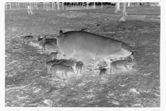 0289_Sow with her litter, Prince George's County, Maryland