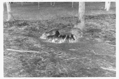 0291_Sow with her litter, Prince George's County, Maryland