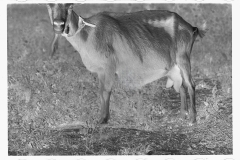 0294_Saanen goat, Beltsville, Maryland