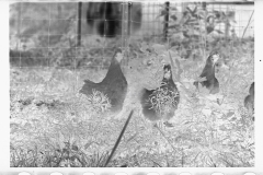 0297_Farming  ( chickens ) associated with: CCC (Civilian Conservation Corps