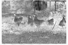 0298_Farming  ( chickens) associated with: CCC (Civilian Conservation Corps)