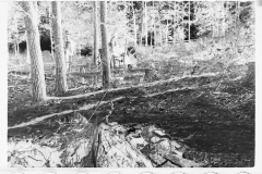 0352_Clearing land with tractor and winch , Prince George's County