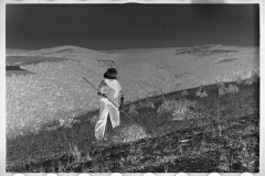 0381_Crop gathering,  Buckwheat , Garrett County, Maryland