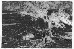 0408_Logging , Garrett County, Maryland