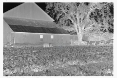 0464_Farm, large barn, pig and root crop