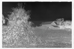 0465_Farm, large barn, clearing field / crop gathering