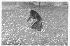 0468_ Farmers picking  unidentified  crop, Ottawa county , Kansas