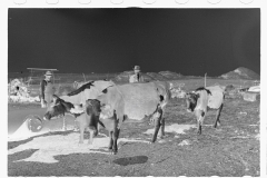 0475- Farmers with  Beef cattle