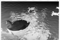 0564_Swan and cygnets , probably in the park, Minneapolis, Minnesota