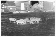 0637_Sow and piglets, probably Irwinville Farms Project , Georgia