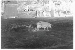 0638_Sow and piglets, probably Irwinville Farms Project , Georgia