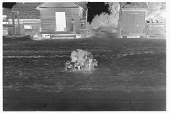 0639_Sow and piglets, probably Irwinville Farms Project , Georgia