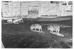 0640_Sow and piglets, probably Irwinville Farms Project , Georgia