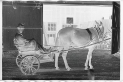 0641_Horse and tub cart , Irwin County, Georgia