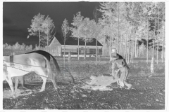 0654_,Resettlement farming ,  Grady County , Georgia