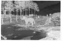 0655_,Resettlement farming ,  Grady County , Georgia