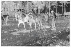 0657_Land improvement , heavy ground, Grady County, Georgia