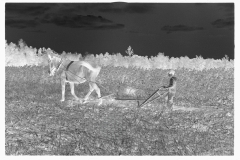 0660_ Young resettlement farmer with harrow, Grady County, Georgia