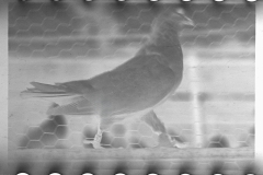 0700_killed negative awaiting caption  and to be defined