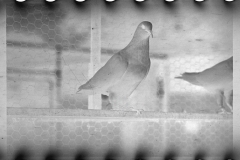 0701_killed negative awaiting caption  and to be defined